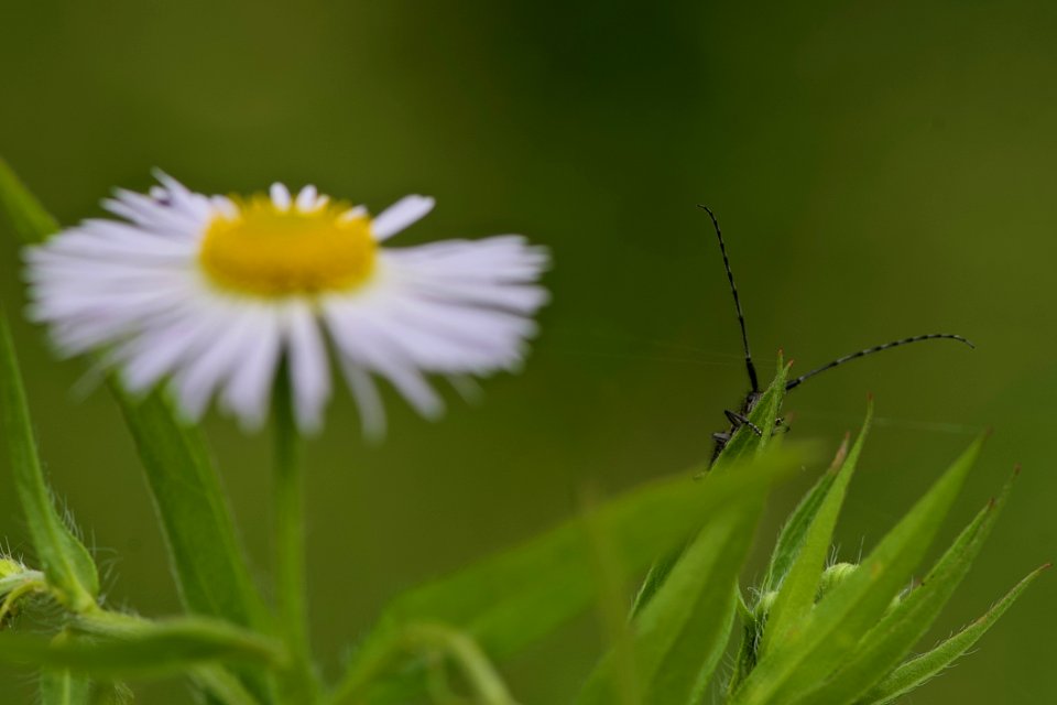 Insect Flower Macro Photography Close Up
