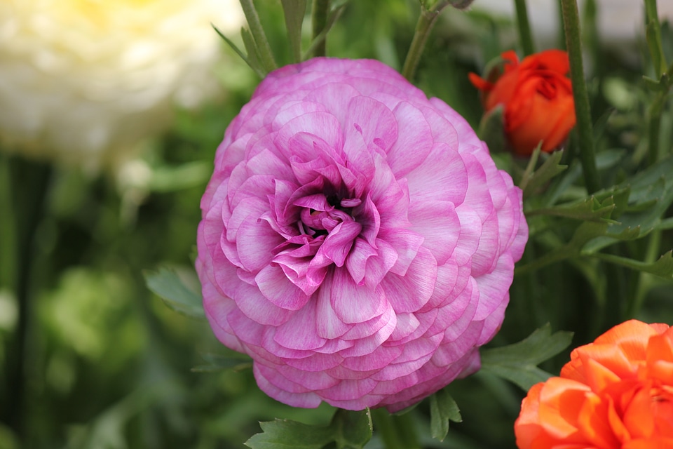 Purple layers bloom