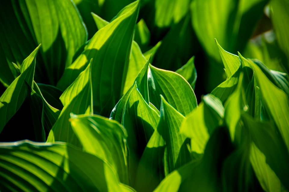 Biology Botanical Canna