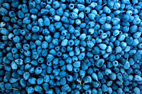 Abundance Berries Blueberries photo
