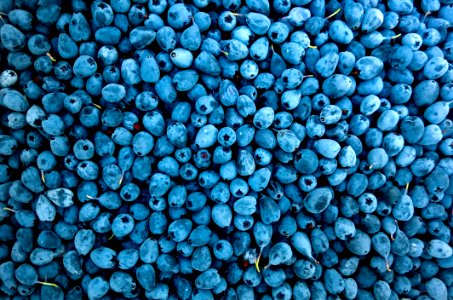 Abundance Berries Blueberries