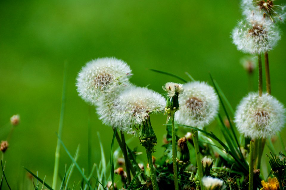 Beautiful Blooming Blossom