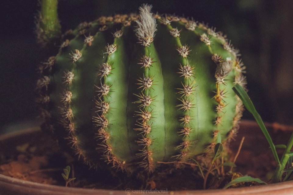 Agave Aloe Botanical