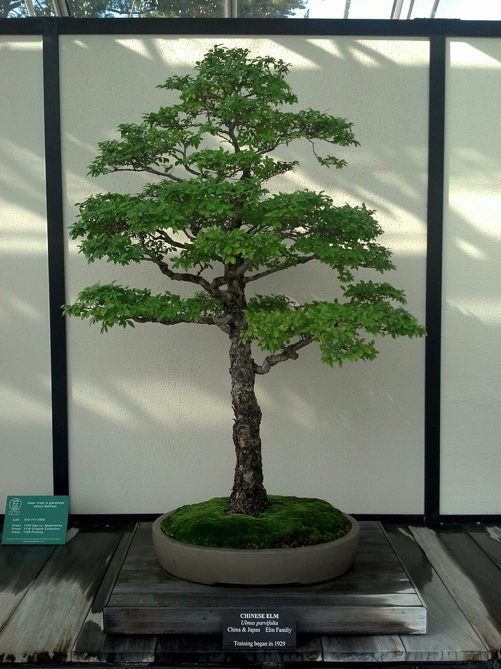 Green nature garden