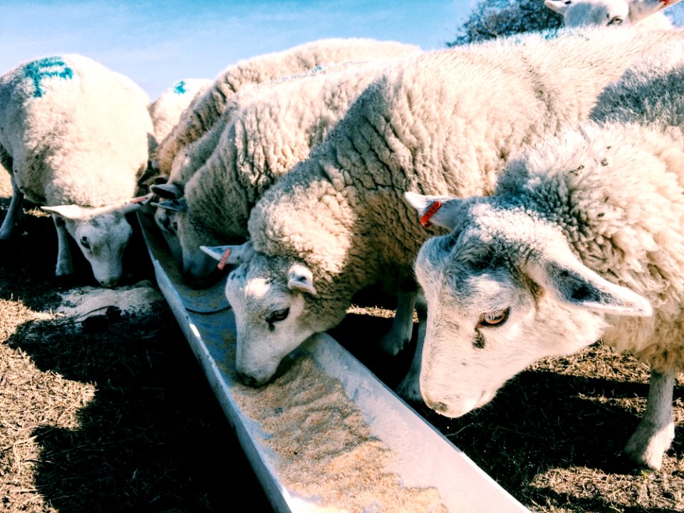 Agriculture Animals Beautiful