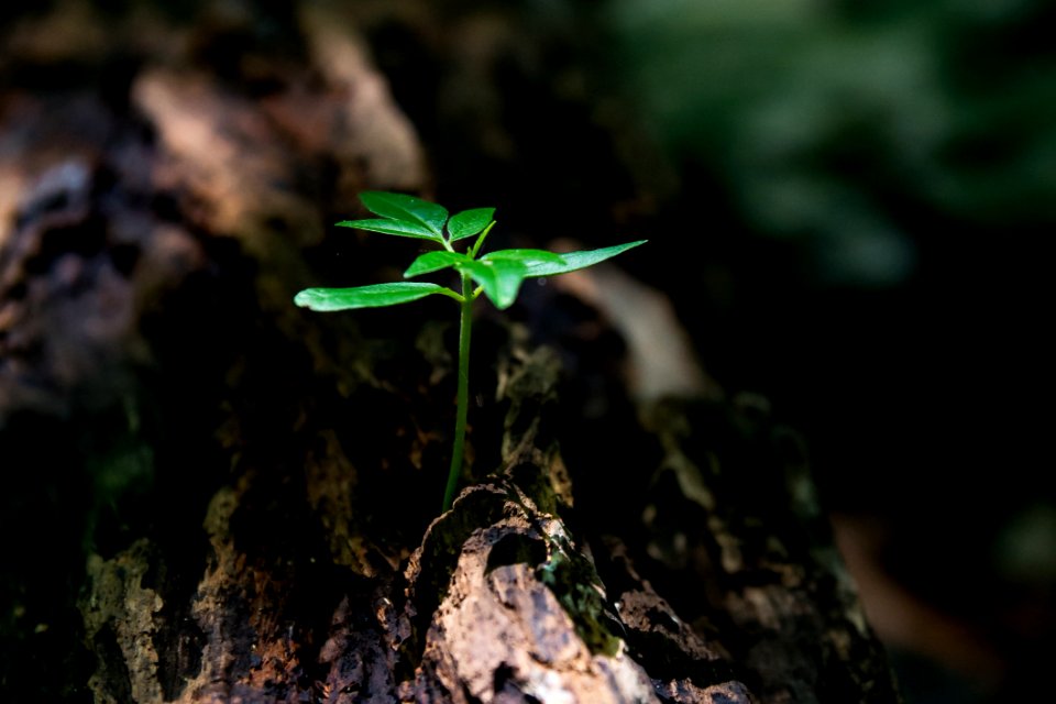 Close-up Environment Flora