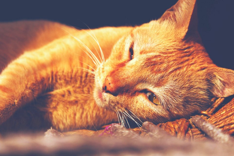 Adorable Animal Cat