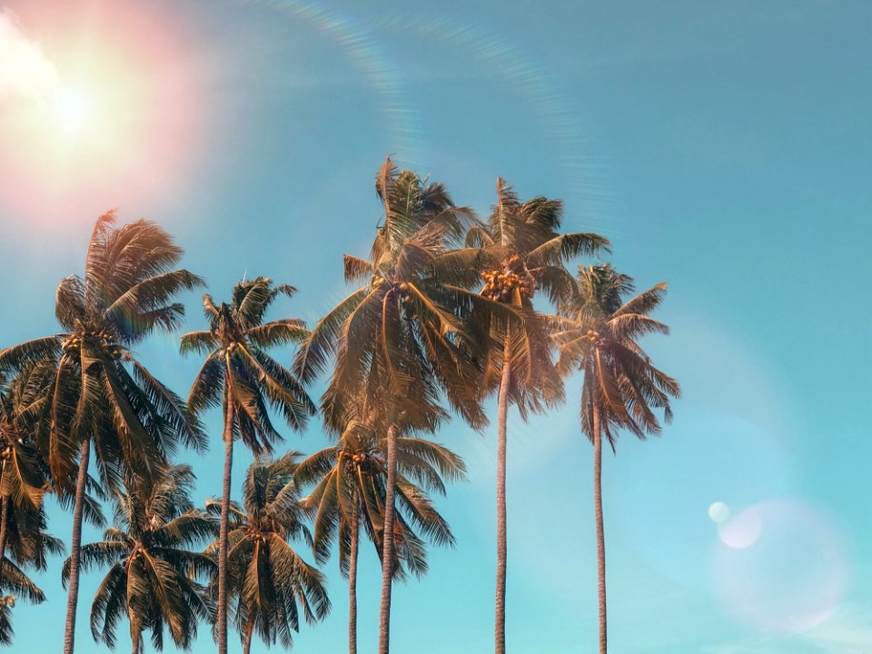 Coconut Dawn Daylight