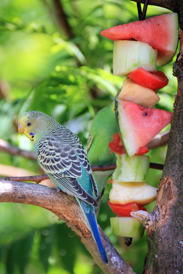 Food eat buffet