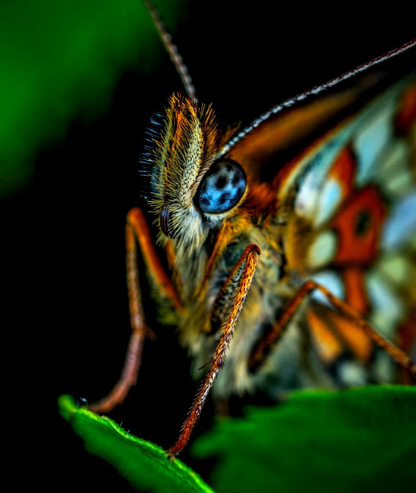 Animal Photography Antenna