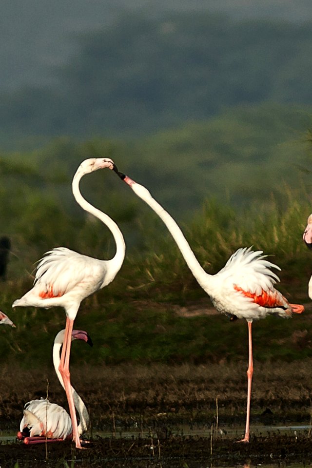 Animal Photography Avian
