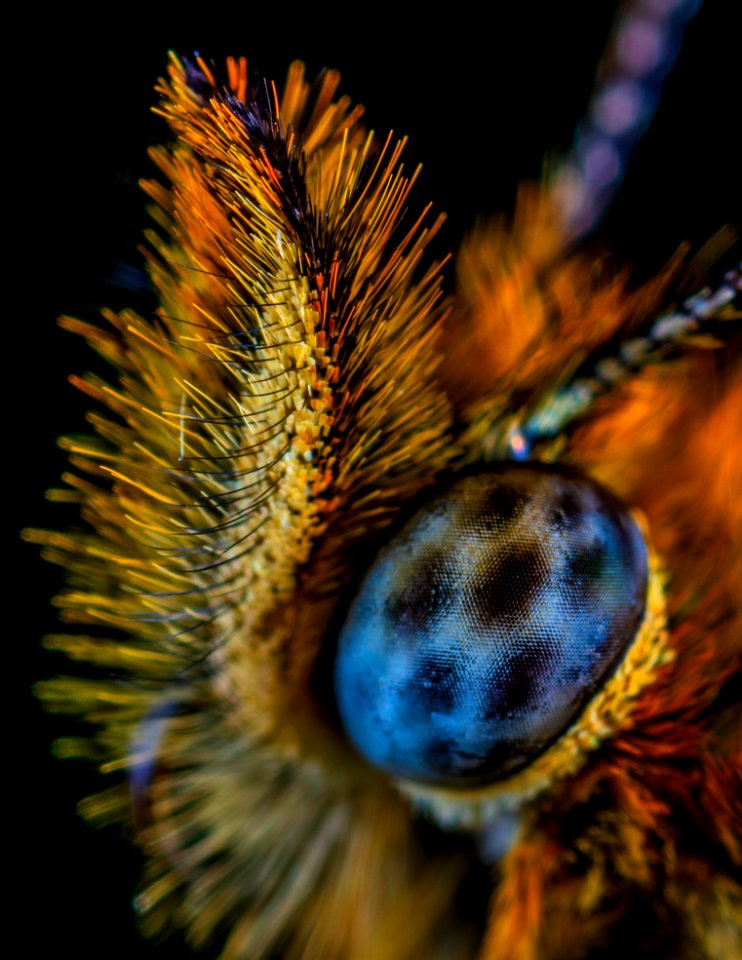 Animal Blur Butterfly