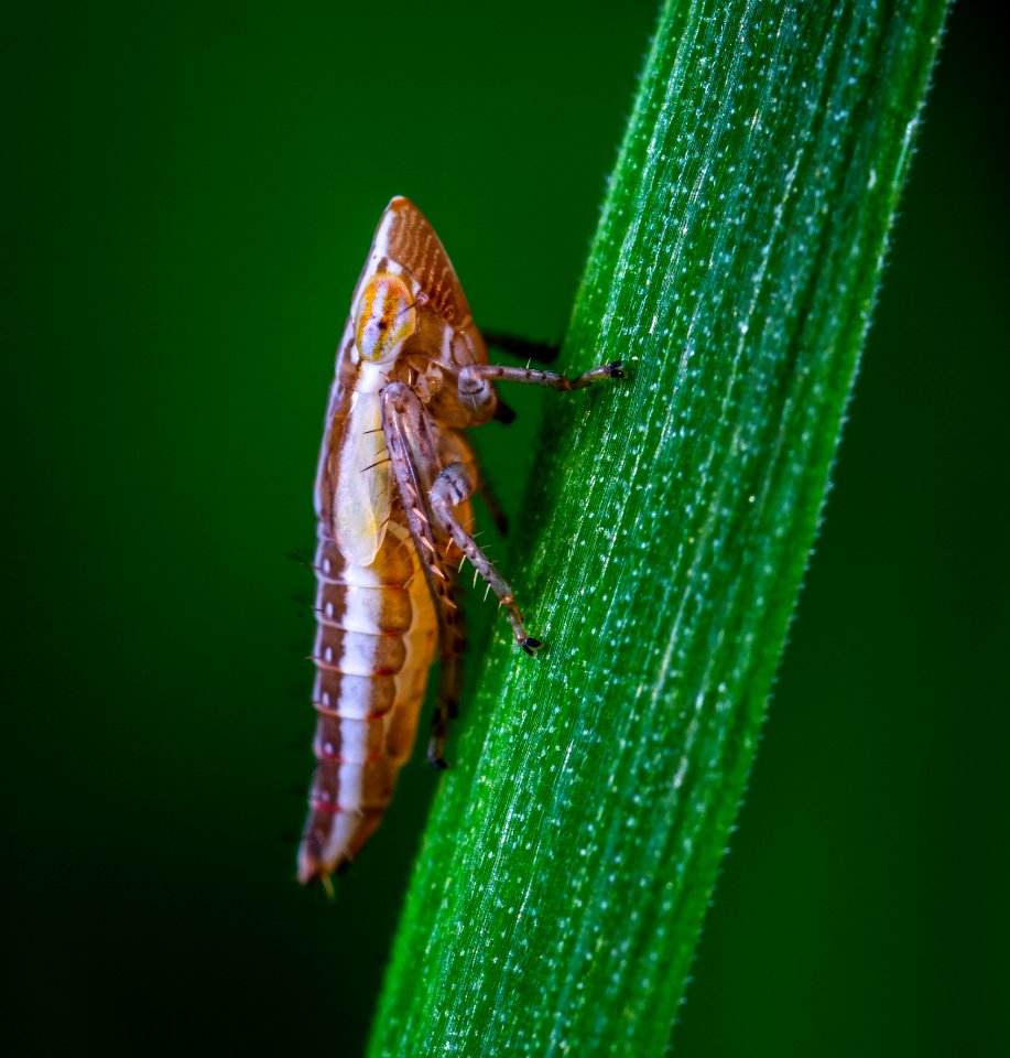 Animal Biology Bug