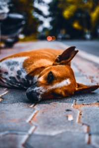 Animal Portrait Blurred