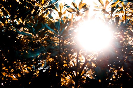 Backlit Branches Bright