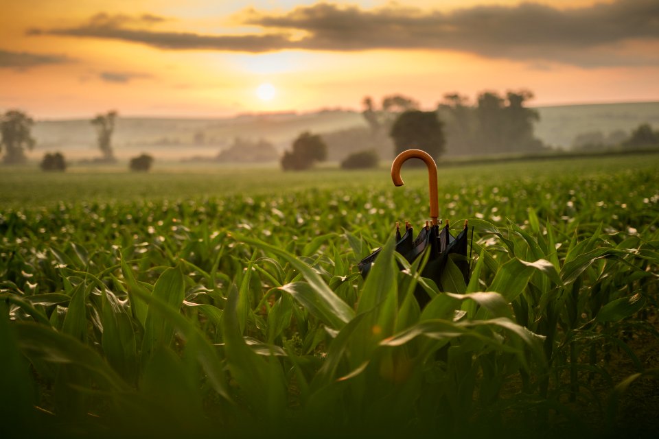 Blur Cropland Crops