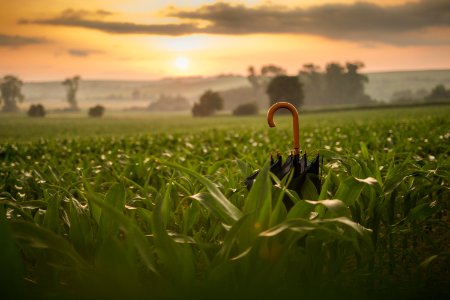 Blur Cropland Crops