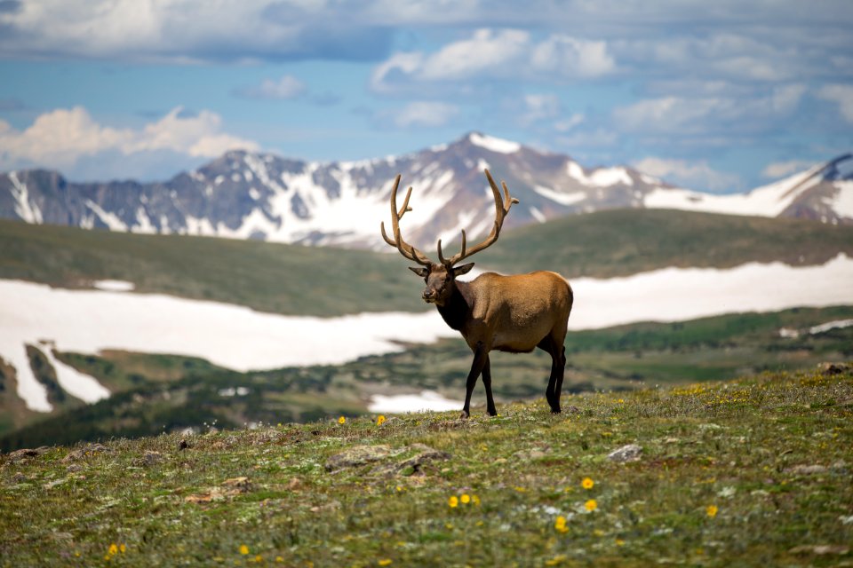 Selective Focus Photography Of Brown Deer On Green Grass Field photo