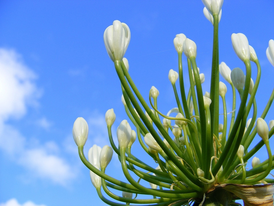 Agapanthus white sky