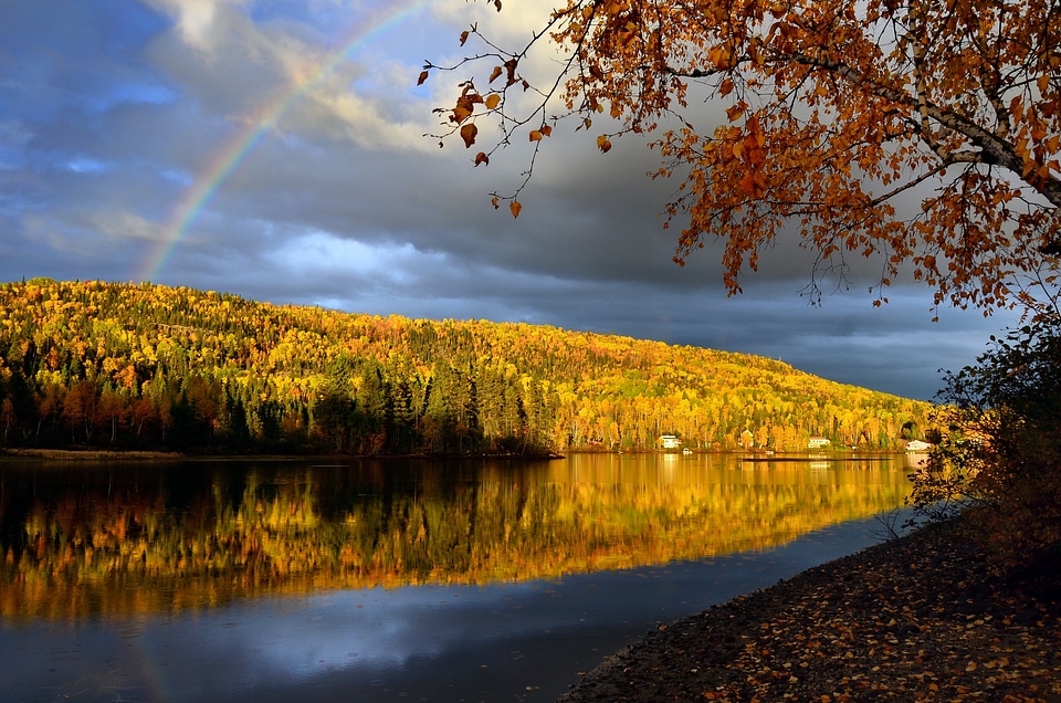 Fall trees mountain