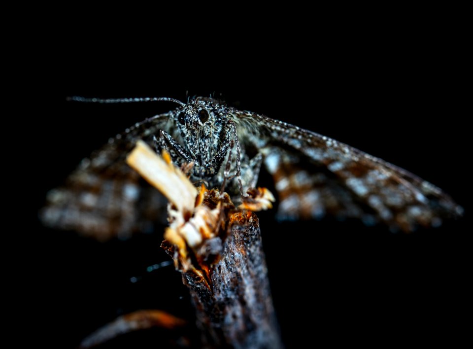 Animal Antenna Biology