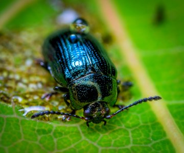 Animal Antenna Beetle