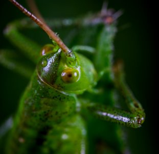 Animal Antenna Blurred