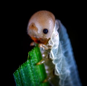 Animal Biology Black