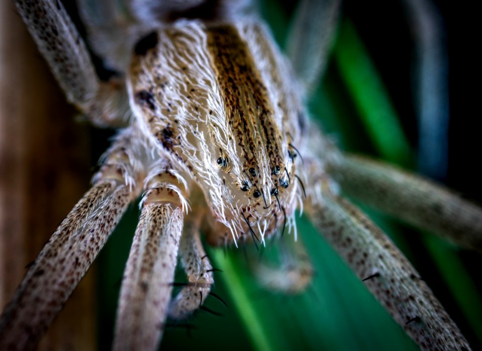 Animal Arachnid Biology