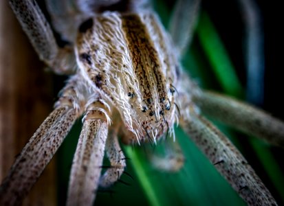 Animal Arachnid Biology