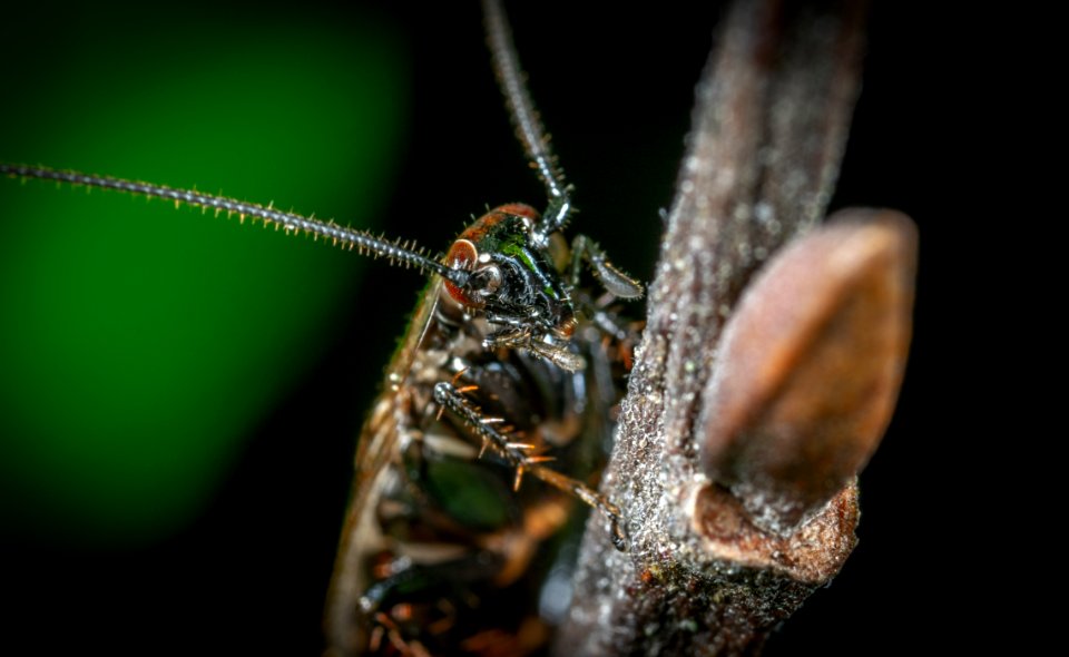 Animal Antenna Beetle