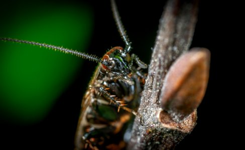 Animal Antenna Beetle