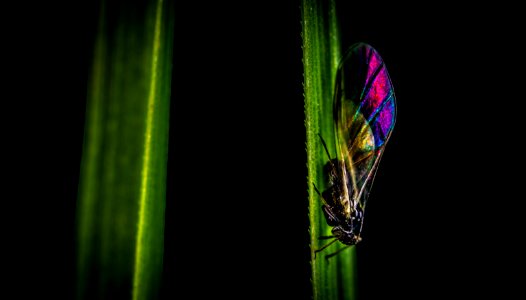 Animal Biology Black