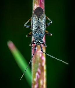 Animal Antenna Bug