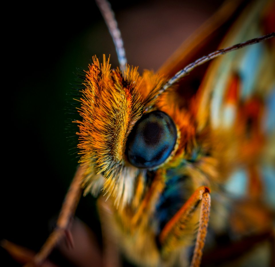 Animal Antenna Biology