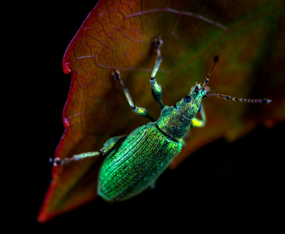 Animal Antenna Beetle