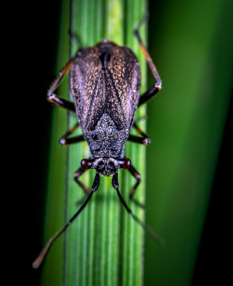 Animal Antenna Biology