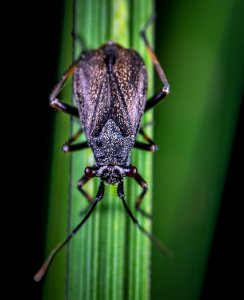 Animal Antenna Biology