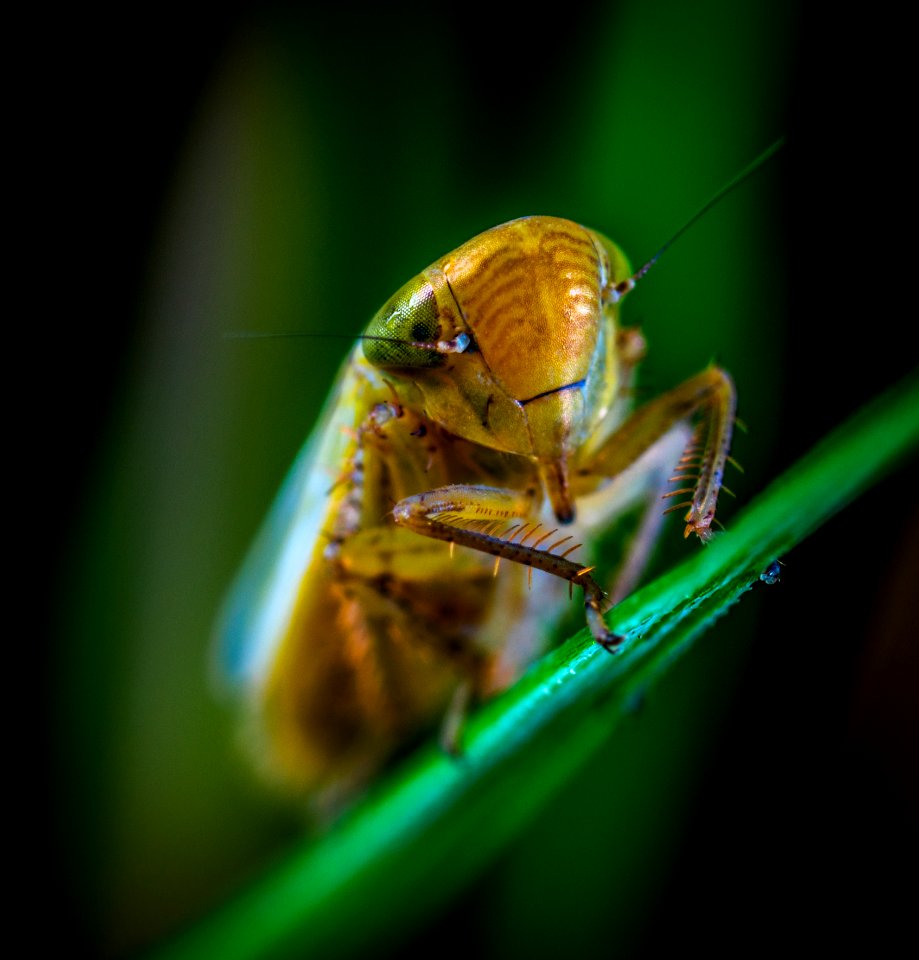 Macro Photography Of Brown Insect