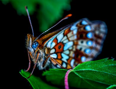 Animal Antenna Biology