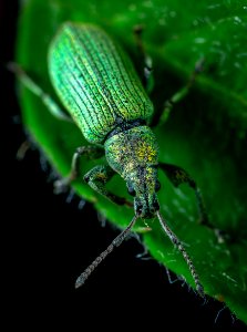 Animal Antenna Beetle
