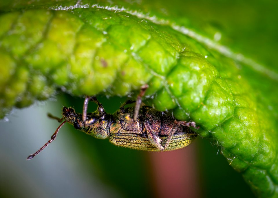 Animal Antenna Beetle