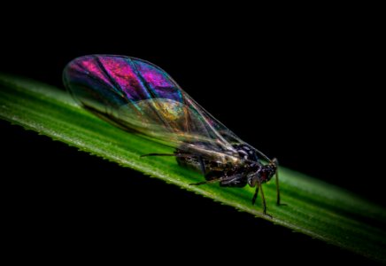 Animal Antenna Biology