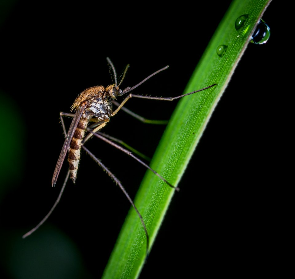 Brown And Black Mosquito On Green Stem Macro Photography