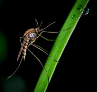 Brown And Black Mosquito On Green Stem Macro Photography photo