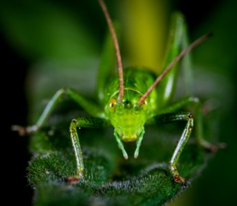 Animal Antenna Biology