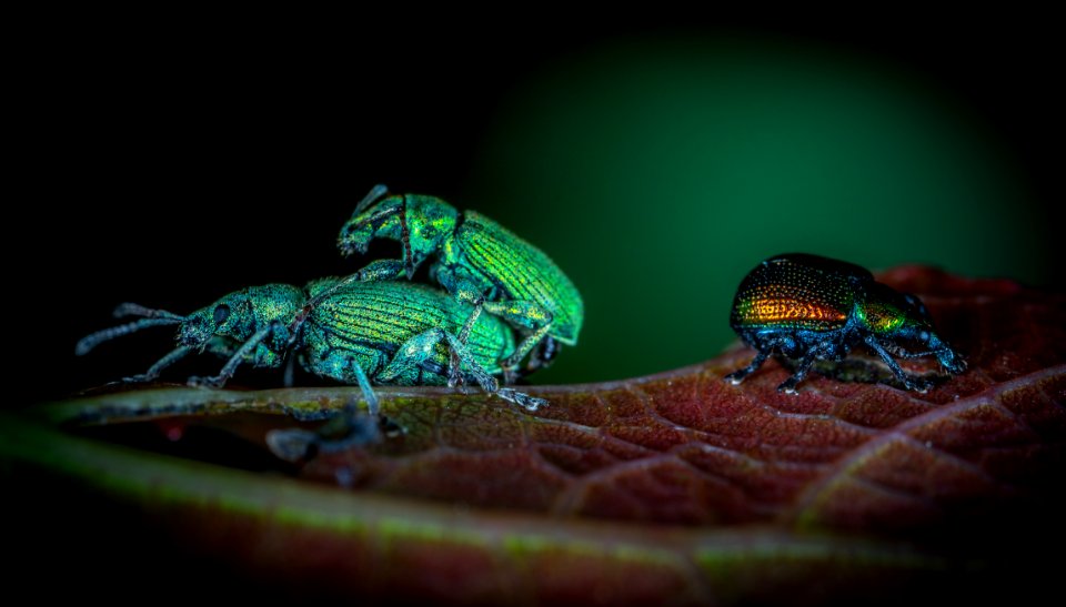 Animals Antenna Beetles