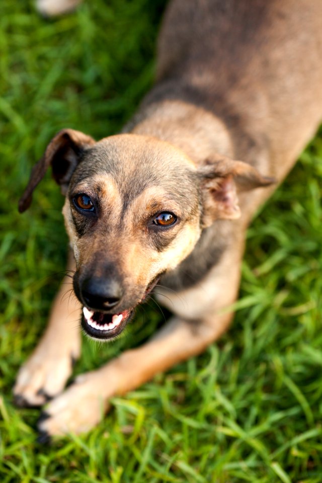 Closeup Photo Of Short-coated Tan Dog