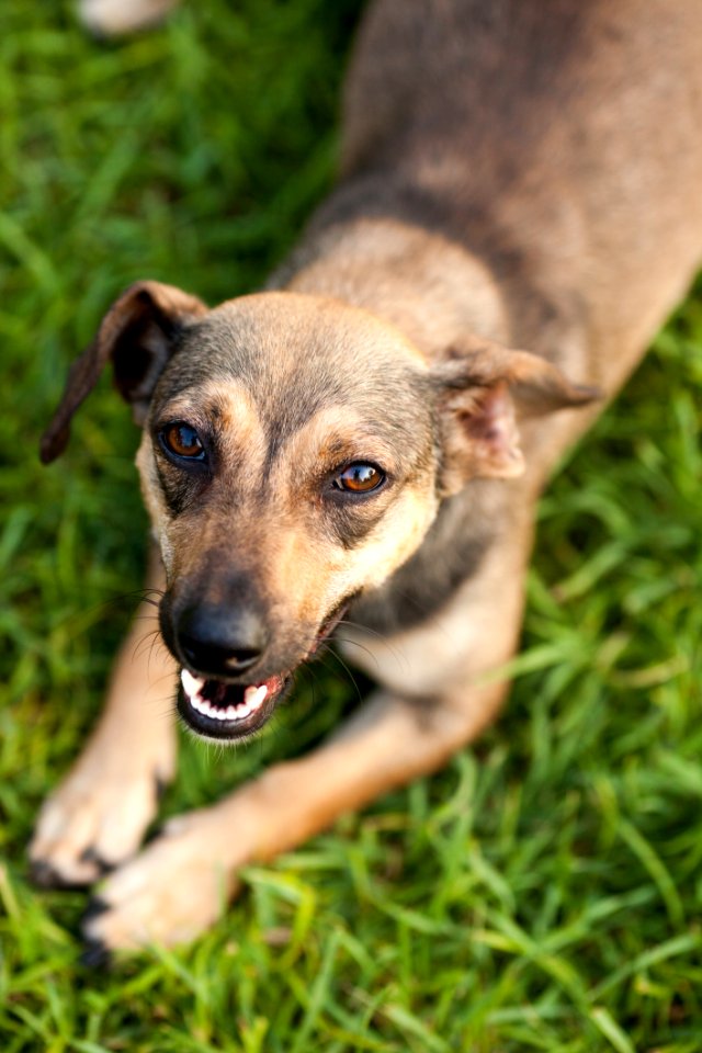 Closeup Photo Of Short-coated Tan Dog photo