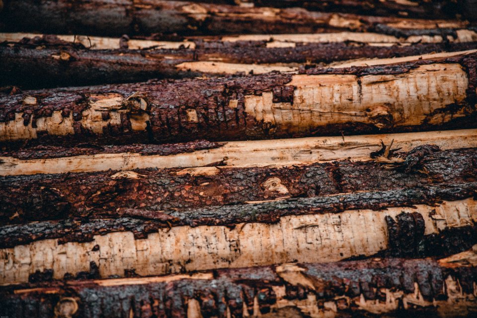Close-up Hardwood Logs